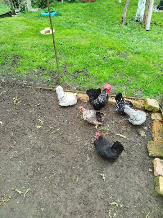 Cocoș și găinușă Chabo