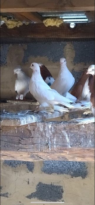 Продам голуби разных пород