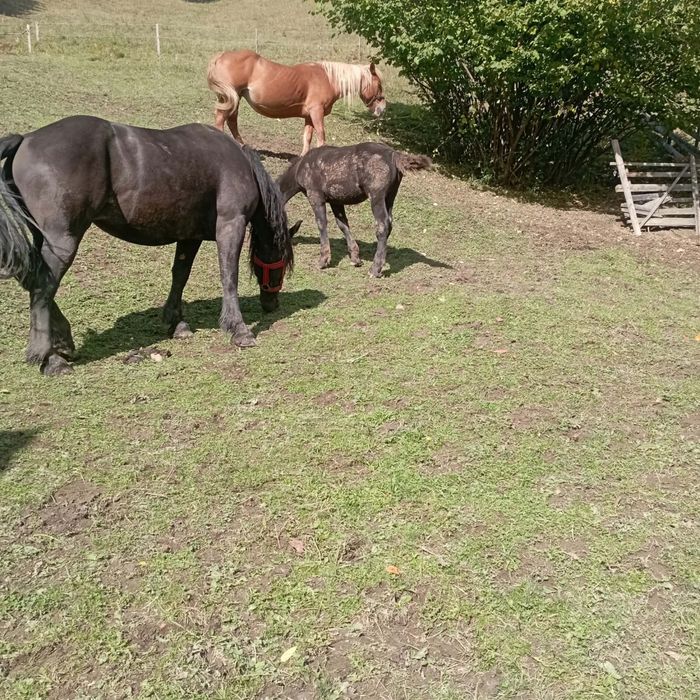 Manza de 3 ani