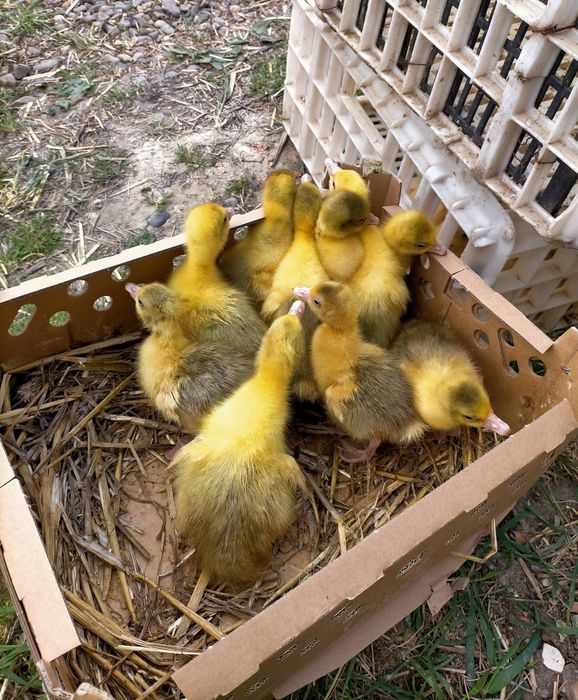Pui rasă mixtă/pui de carne/bibilici, rațe, gâște