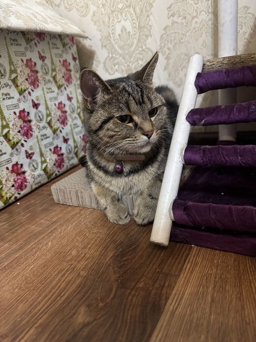 Skotsh Strayt tabbi Ona bola birga sotiladi