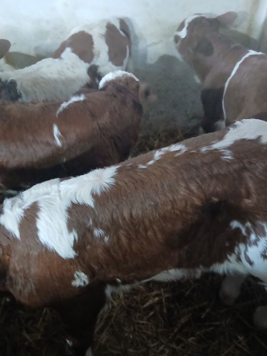 Taurasi si vitea baltati