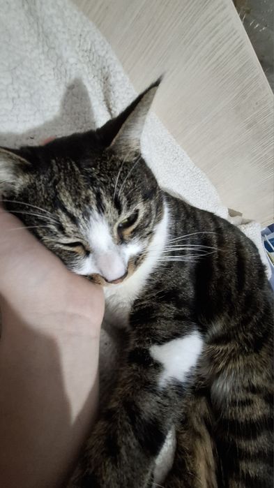 Отдам кота в добрые руки