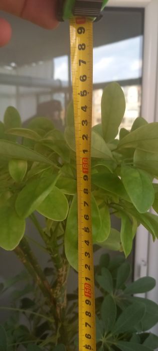 Vând planta Schefflera