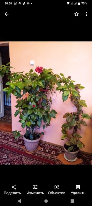 Декоративные,комнатные цветы