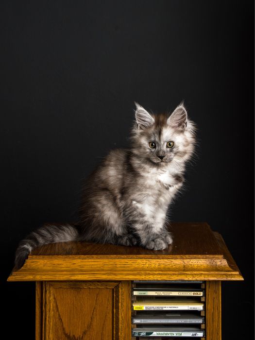 Pui maine coon cu pedigree 3 luni