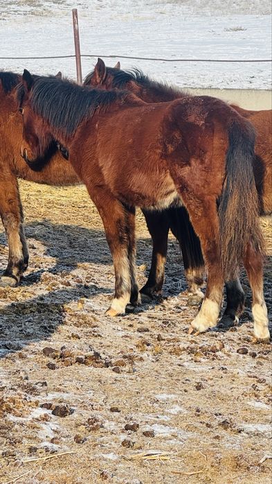 Жабагы таилар 4 бас еркек