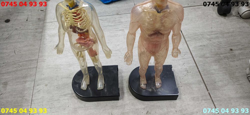 modele din plastic pentru anatomie biologie pereche 44cm inaltime se vind ca in poze
