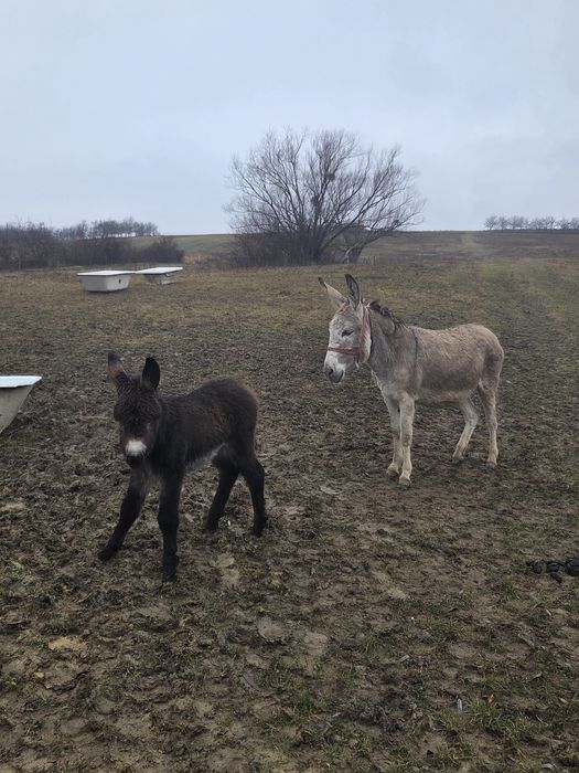 Vând 1-2  magarite cu pui mic, cu lapte