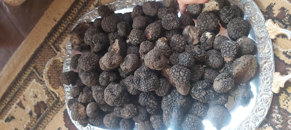 uscate trufe negre congelate in vid delicate rafinate,