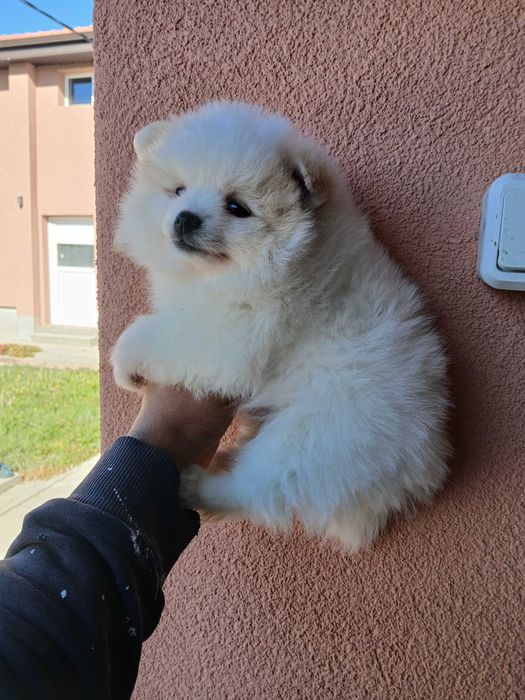 Померански шпицове