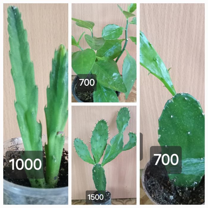 комнатные растения