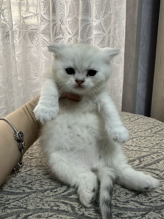 котенок серебристая шиншилла