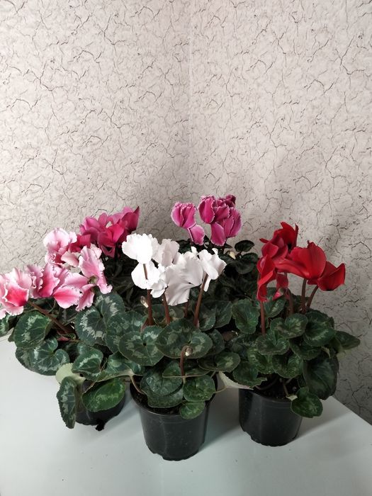 Цикламены комнатные цветы