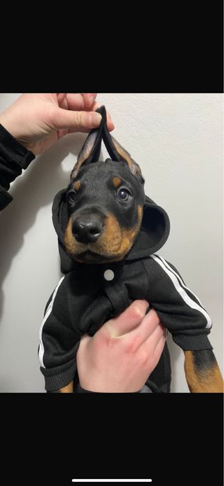 Детки добермана готовы