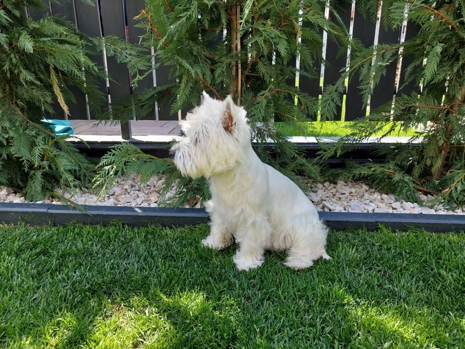 Catelusa Westie Highland White Terrier 1 an cu pedigree