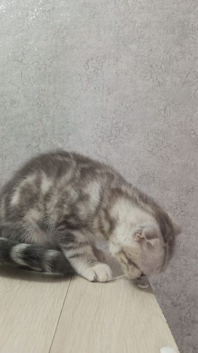 Шотланская вислоухая кошка