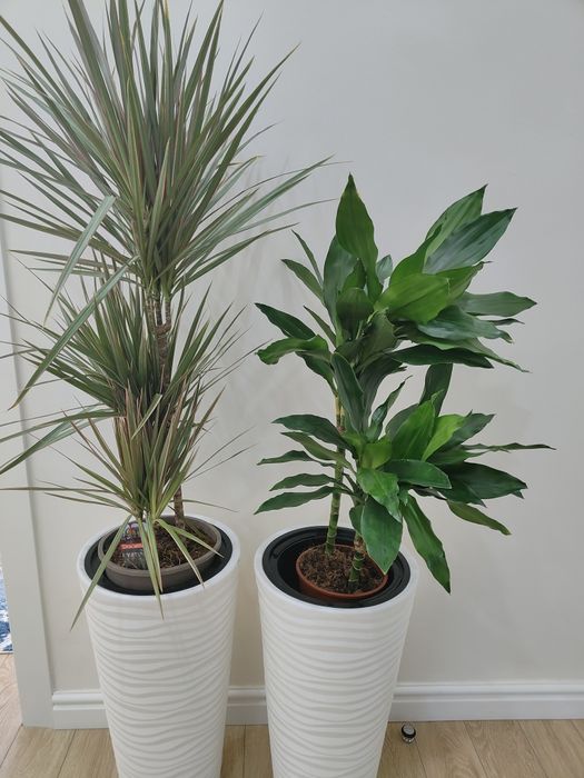 Комнатные цветы в горшочках