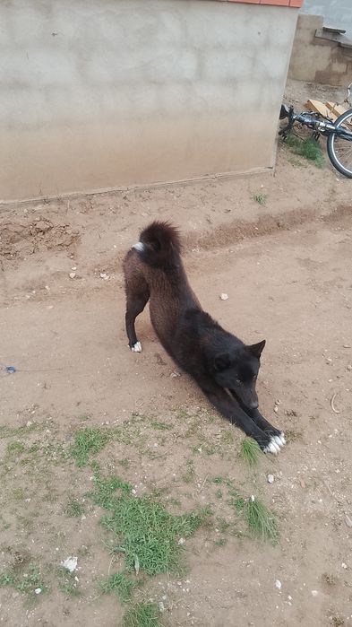 Лайк охотчный рабочий