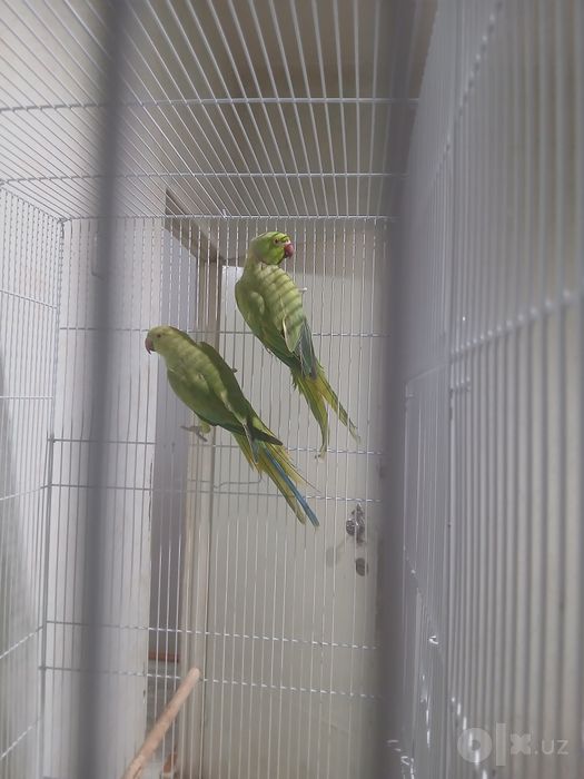 Ajerela toti qush sotiladi tayyor para