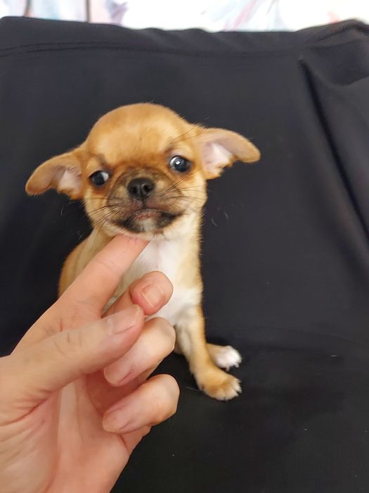 Продаю щенков чихуахуа