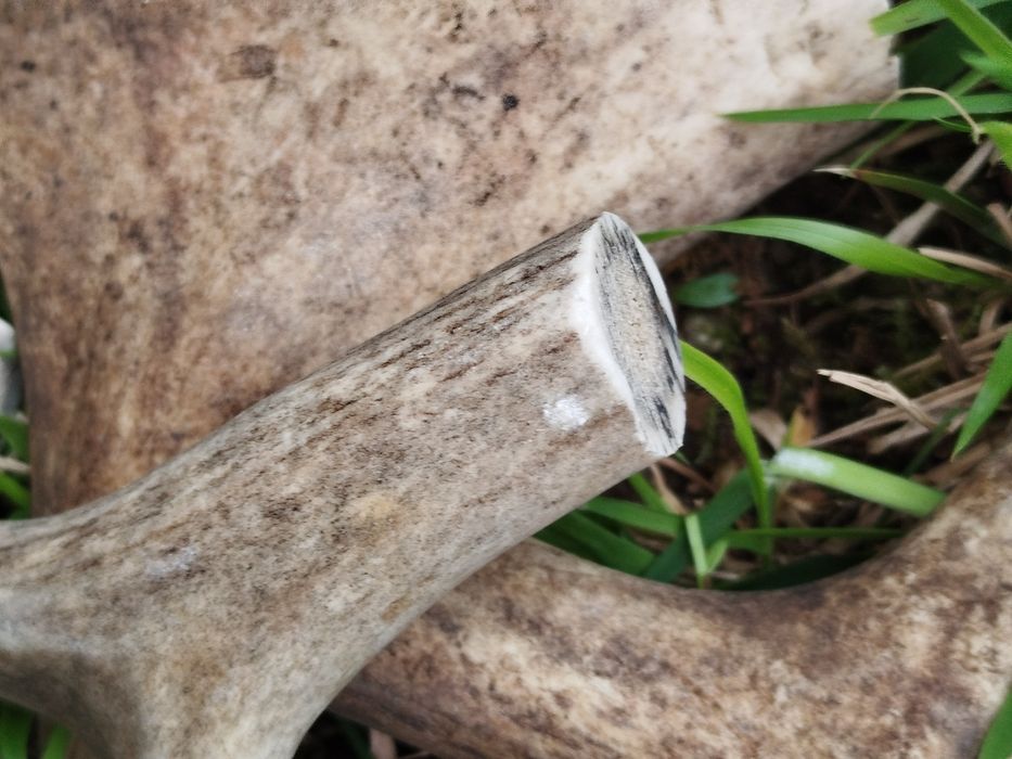 Парчета еленови рога за кучета - за дъвчене