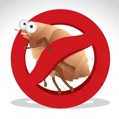 Dezinsectie plosnite de apartament plosnite de pat dezinsecție