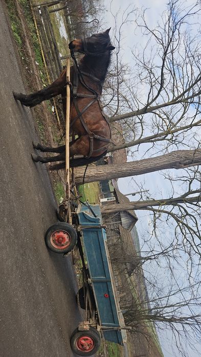iapă bândă  de căruță și călare