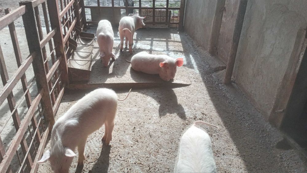 Продаются поросята