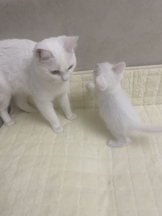 Белый котенок, мальчик, турецкий ван