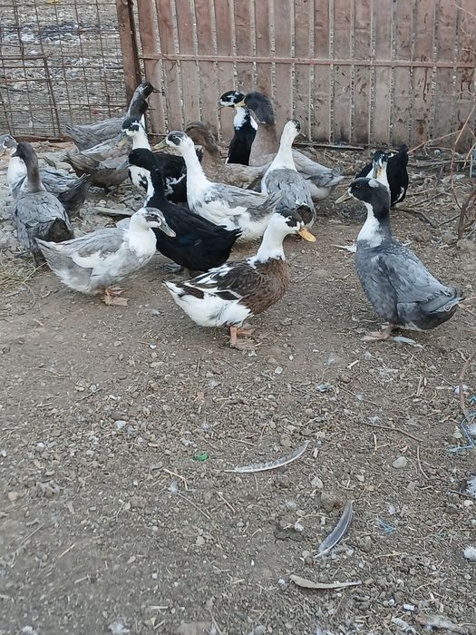 Vând rațe romînesti
