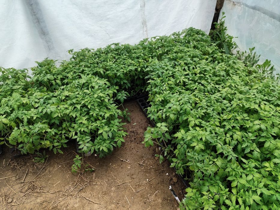 Vând răsad de roșii