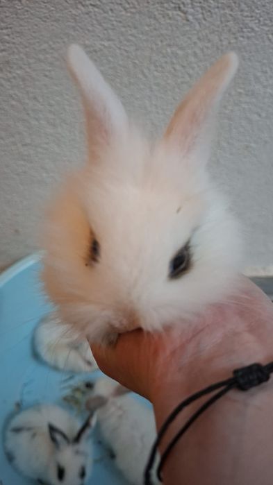 Iepuri pitici pui