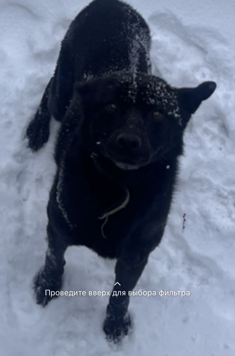 Отдам в добрые руки