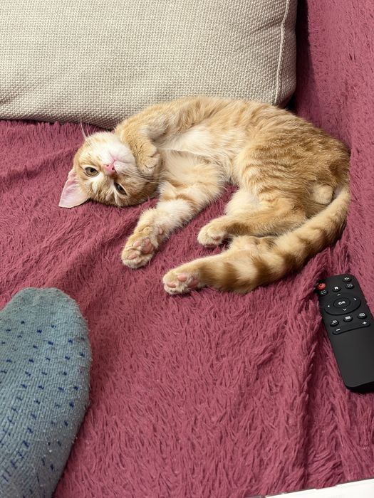 Отдадим в хорошие руки