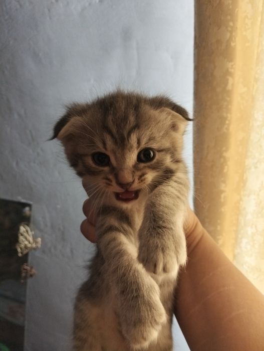 Отдам прехорошеньких котят