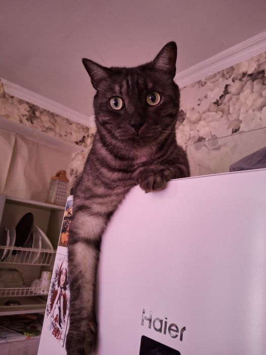 Пристрою кота в семью