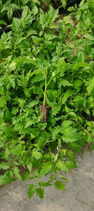 Bachki koʻchat sotiladi alamina nav