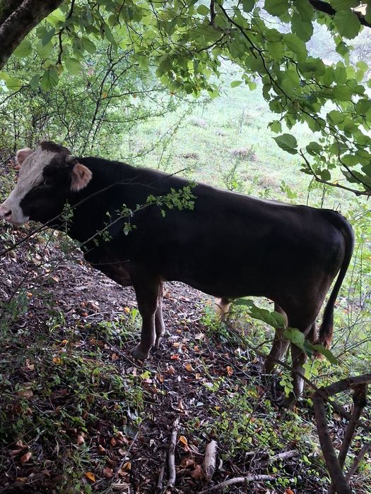 Vânt taur de 1 an si 2 luni