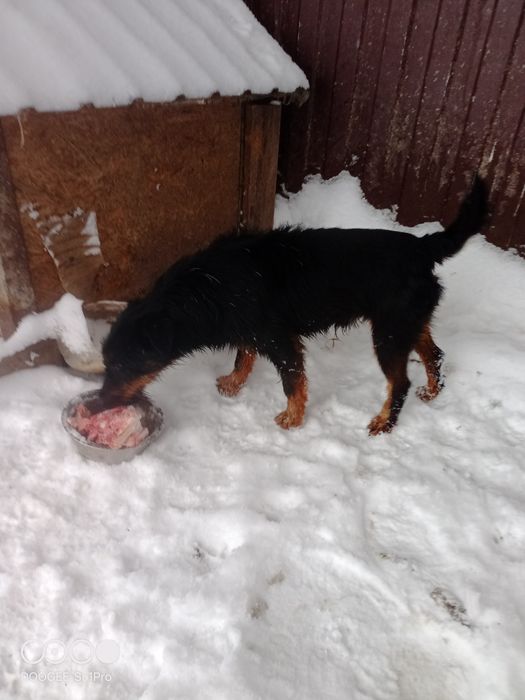 Продам Ягтерьера