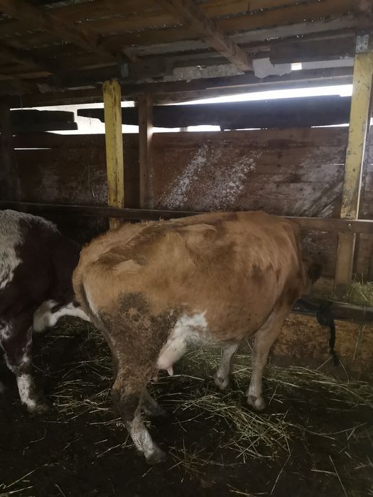 Vand vaca baltata romaneasca montata