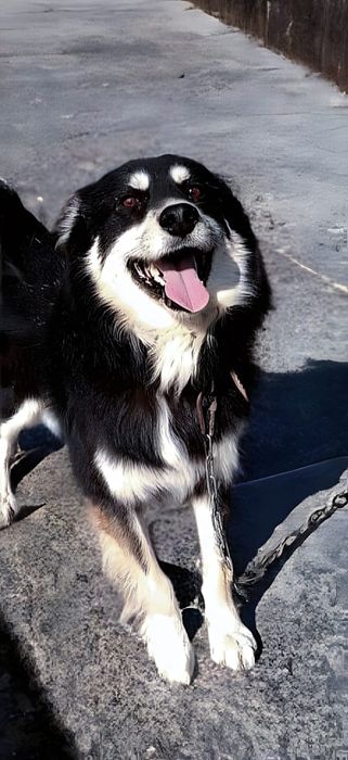 Срочно! Пёсик ищет дом!