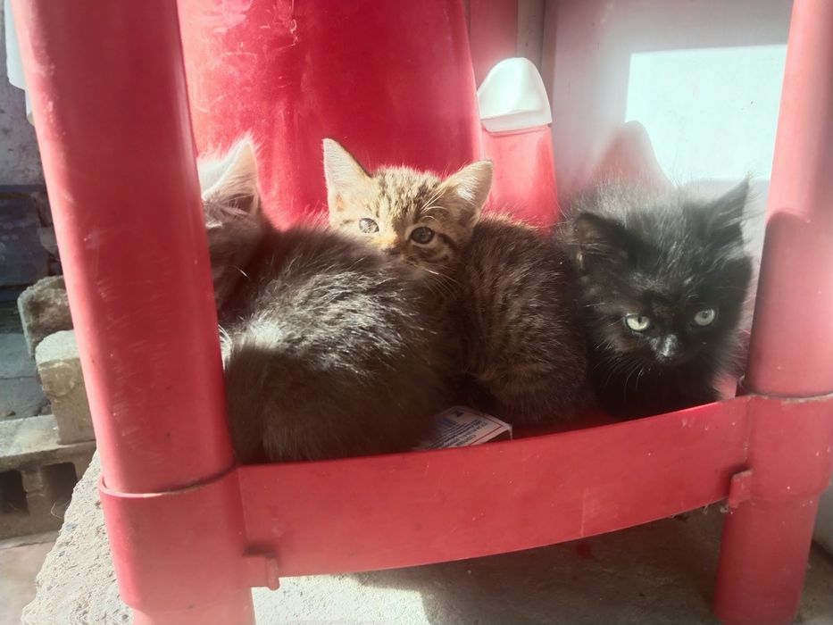 Кошки для хароших рук