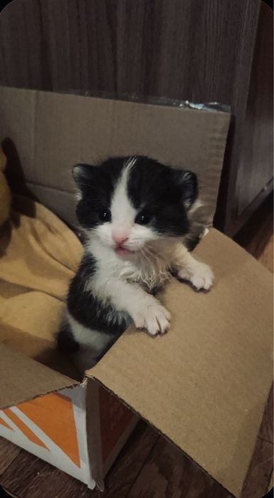 Отдаю котенка в добрые руки