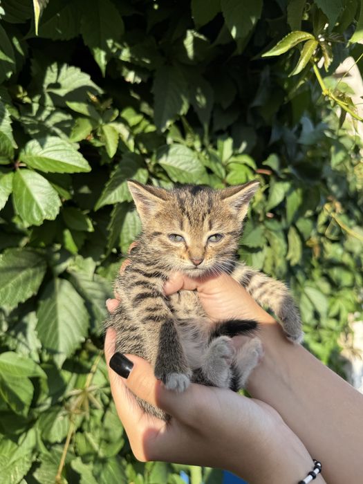 Котята в поисках дома