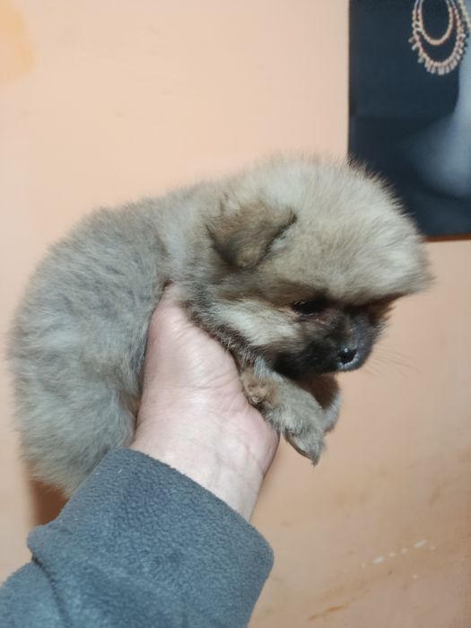 Померанкета.четери момчета