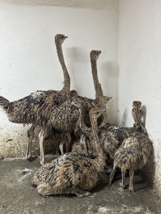 Pui de strut de o luna