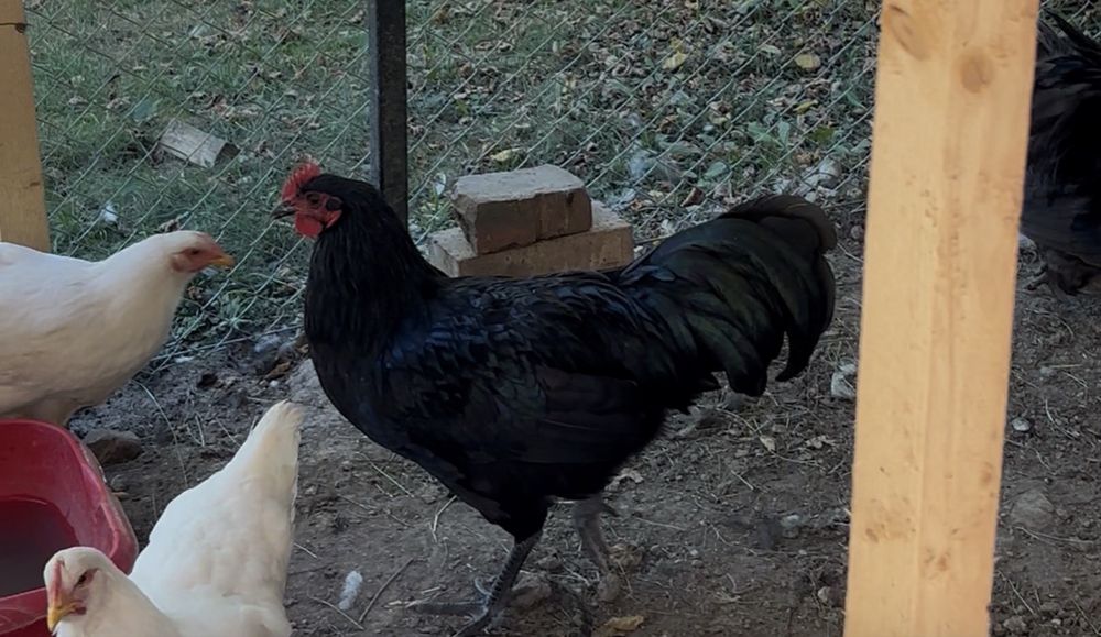 Cocosi Australorp si Marans