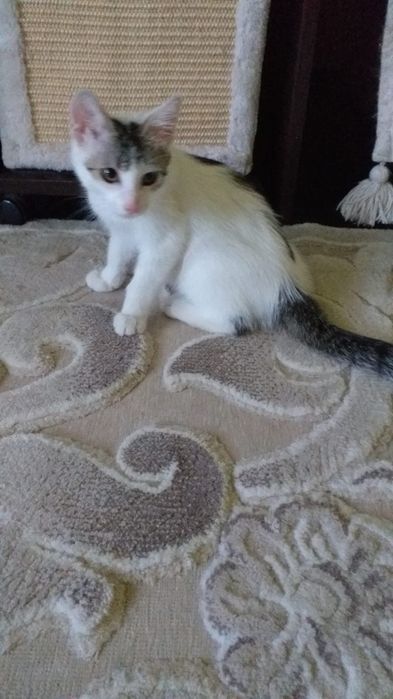 Pisoi spre adoptie