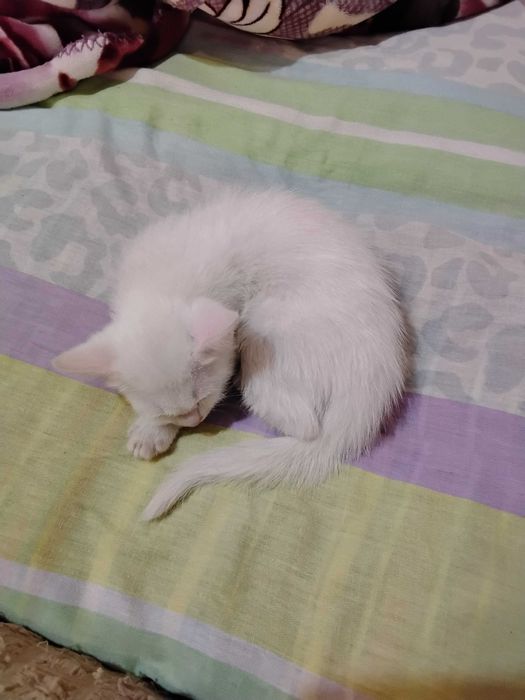Котенок белый 1,5 месяца девочка